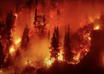 Orman Yangınlarını Önlemek İçin; Dijital Burunlar